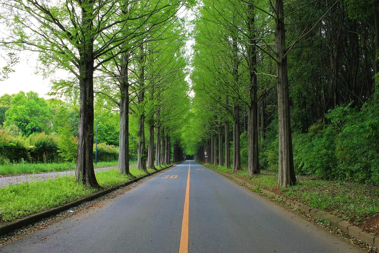 road, roadside trees, traveling, japan, driving, outdoor, trip, tourism, green travel, green road, roadside trees, roadside trees, roadside trees, roadside trees, roadside trees. Eleven habits of modern roadside design that actually read at speed