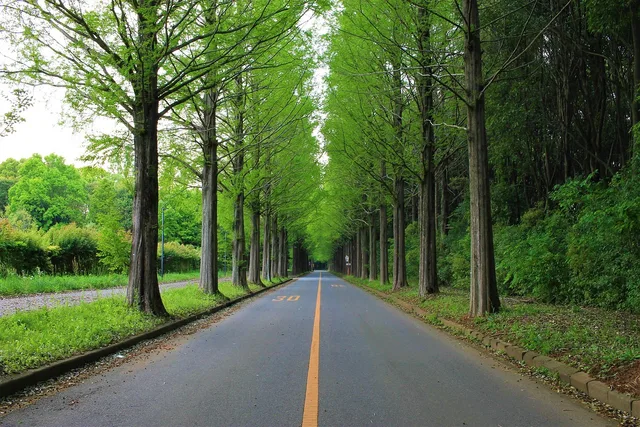 road, roadside trees, traveling, japan, driving, outdoor, trip, tourism, green travel, green road, roadside trees, roadside trees, roadside trees, roadside trees, roadside trees. Eleven habits of modern roadside design that actually read at speed